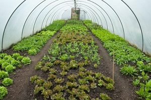 Салат Айсберг — особливості вирощування та догляду