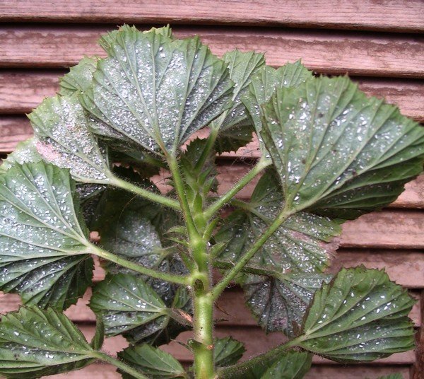 Як боротися з білокрилка на кімнатних рослинах