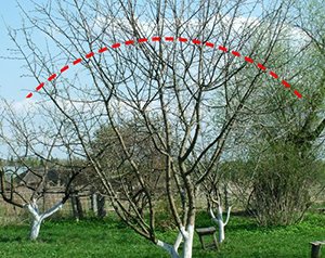 Чому не плодоносить абрикос — що робити