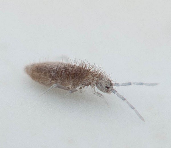 Ногохвостки: опис і засоби для боротьби з ними