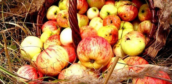 Дрозофіли: як позбутися від шкідників самостійно?