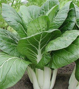 Вирощування розсади капусти: вибір насіння, особливості посадки і догляду