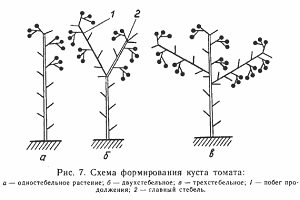 Томат «Благовіст»: характеристика, опис сорту і секрети підвищення врожайності томатів