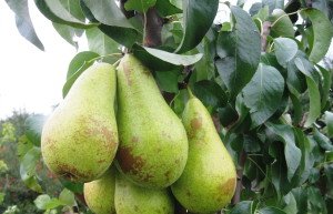 Груша Абат Феттель — опис сорту