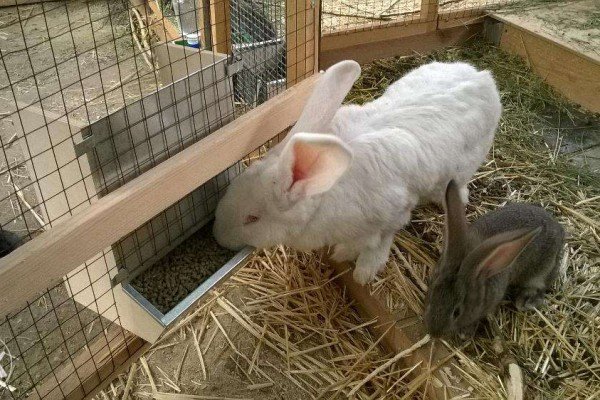 Особливості вирощування кролів мясних порід: інвентар, годування, розмноження і відеоінструкція