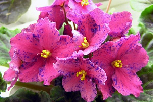 25 фото найбільш красивих і яскравих представниць ніжних фіалок