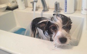 Бутокс   інструкція по застосуванню