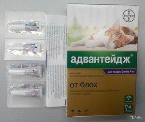 Адвантікс ® краплі для кішок, інструкція та протипоказання