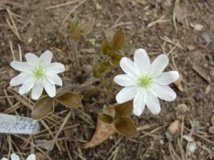 Ніжна красуня печіночниця та її застосування в саду і в медицині