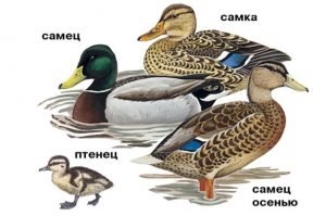 Як відрізнити вигадку від селезня — 5 способів