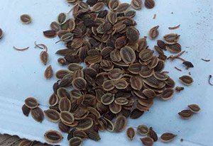 Як виростити кріп вдома на підвіконні: вибір сорту і грунту, поради по посадці та догляду