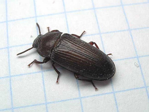 Борошняний хрущак – шкода, боротьба і профілактика