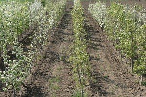 Найпопулярніший європейський сорт груші — Конференція: повний огляд