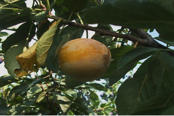 Популярні сорти жовтих слив для посадки та вирощування на дачній ділянці: фотогалерея з описом