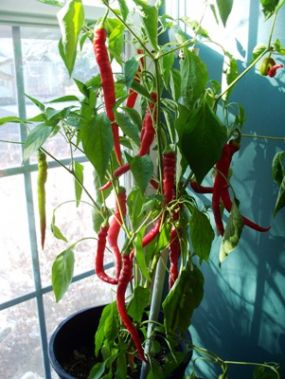 Що корисно і може рости на балконі: 4 варіанти рослин