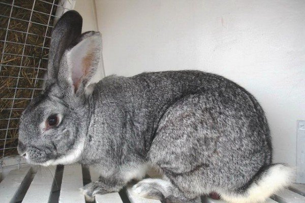 Особливості вирощування кролів мясних порід: інвентар, годування, розмноження і відеоінструкція