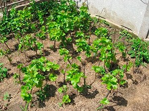 Як садити виноград — поради по вирощуванню і догляду, відео