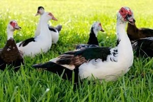 Що їдять индоутки: рекомендації по харчуванню свійської птиці