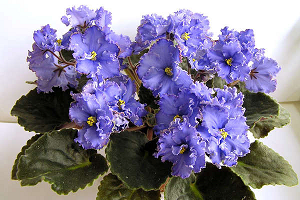 25 фото найбільш красивих і яскравих представниць ніжних фіалок