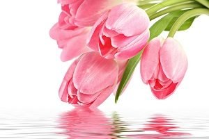 Якого кольору бувають тюльпани: назви й фото сортів від звичного червоного до рідкісного чорного