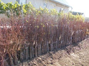 Опис сорту вишні Підбельська: вибір саджанців, правила посадки та догляду