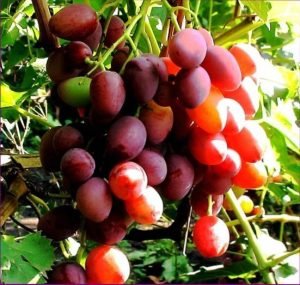 Високоврожайний виноград «Захват»: докладний опис сорту з фото, нюанси вирощування та відгуки садівників