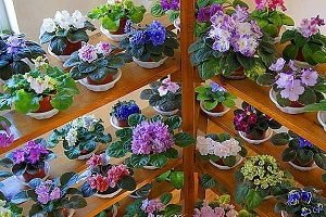 25 фото найбільш красивих і яскравих представниць ніжних фіалок