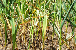 Жовтіє часник навесні — як врятувати урожай?