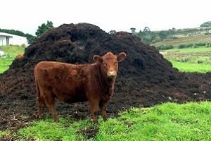 Підгодівля полуниці навесні — добрива та догляд