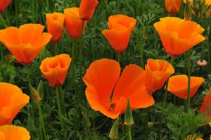 Ешшольція: опис та фото рослини, особливості посадки і догляду