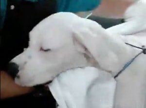 Характеристика собак породи Аргентинський дог з відгуками та фото