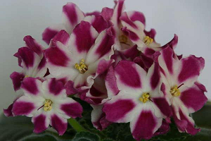 25 фото найбільш красивих і яскравих представниць ніжних фіалок