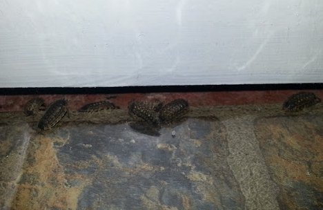 Мокриці в квартирі – як позбавитися від «непрошених відвідувачів»?