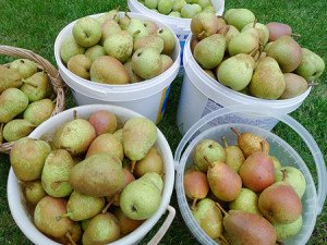 Сорт груші Сварник: особливості посадки і догляду за саджанцем