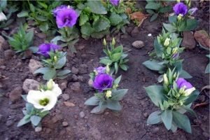 Еустома багаторічна: особливості посадки і догляду, розмноження корінням і насінням