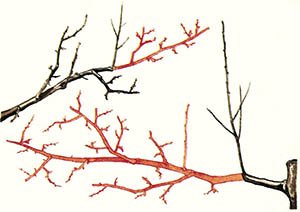 Схеми правильного обрізання сливи: весняна, літня і осіння обрізки