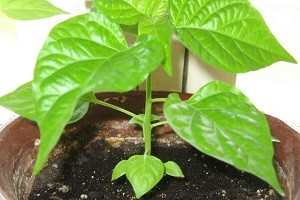 Перець Чорний горошок — вирощування з насіння