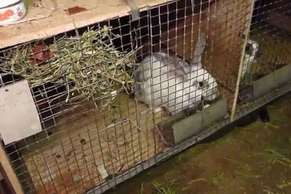 Розведення кроликів як прибутковий бізнес: план і ідеї по організації справи, рентабельність та можливі ризики