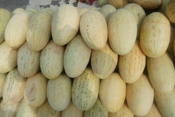 Все про дині і навіть більше: опис, властивості, склад, многоообразие сортів та їх особливості