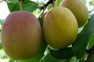 Слива «Память Тімірязєва» — самозапильний і доброзичливий сорт