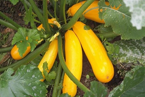 Як не заплутатися в різноманітності видів кабачків