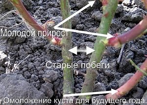 Шипшина: формування і обрізка рослини для одержання багатого врожаю