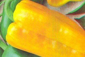 Опис сортів перцю для теплиці з полікарбонату: для початківців і досвідчених садівників