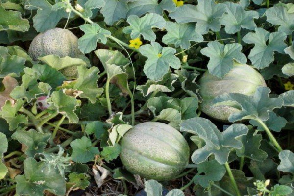 Диня Ефіопка — самозапильний сорт з чудовим медовим смаком