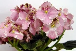 25 фото найбільш красивих і яскравих представниць ніжних фіалок