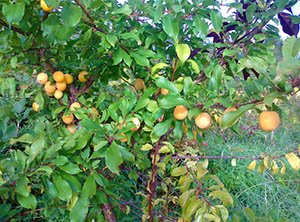 Ранньостигла китайська слива Скороплодная – сорт для екстремальних умов