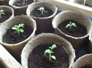 Вирощування дині в теплиці: тонкощі процесу від вибору сорту до збору врожаю