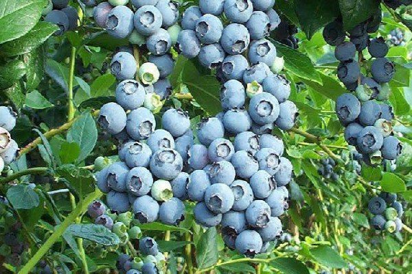 Які сорти жимолості найкраще підходять для Уралу: назви та опис видів, нюанси посадки та догляду