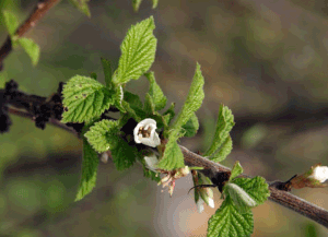 Повстяна вишня: опис сортів, особливості посадки і догляду, корисні властивості