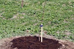 Вишня Володимирська: опис, способи посадки і догляд за саджанцями